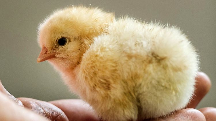 Männliche Küken werden in der Agrarindustrie häufig vergast oder geschreddert, weil sie weder Eier legen noch viel Fleisch ansetzen.