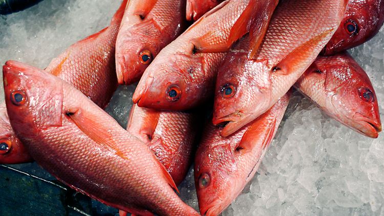 Im November 2012 wurden in Berlin mehrere Fälle von Ciguatera-Vergiftungen nach dem Genuss von Red-Snapper gemeldet.