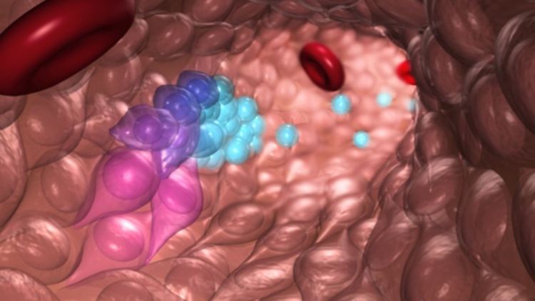 Illustration von Blutstamm- und Vorläuferzellen, die aus hemogenen Endothelzellen während der normalen embryonalen Entwicklung hervorgehen.