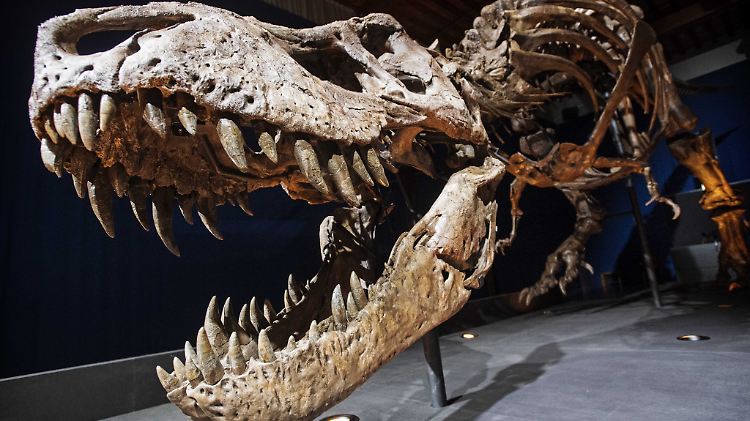 Donnerten mit der Wucht von drei Kleinwagen auf die Beute nieder: die Zähne des T. rex.
