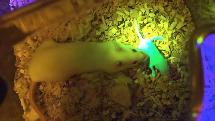 Die Baby-Maus, die mithilfe des "bioprosthetischen Eierstocks" geboren wurde, neben ihrer Mutter.