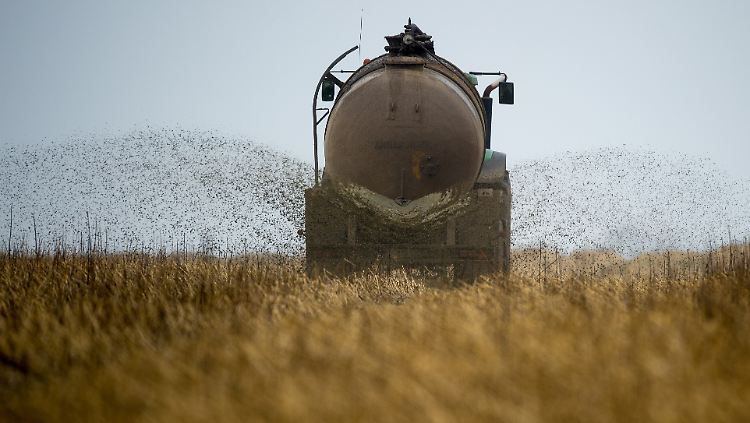 Gülle aus Schweineställen dient auch als Dünger für Felder: Einige Gemüsesorten können die enthaltenen Keime aufnehmen.