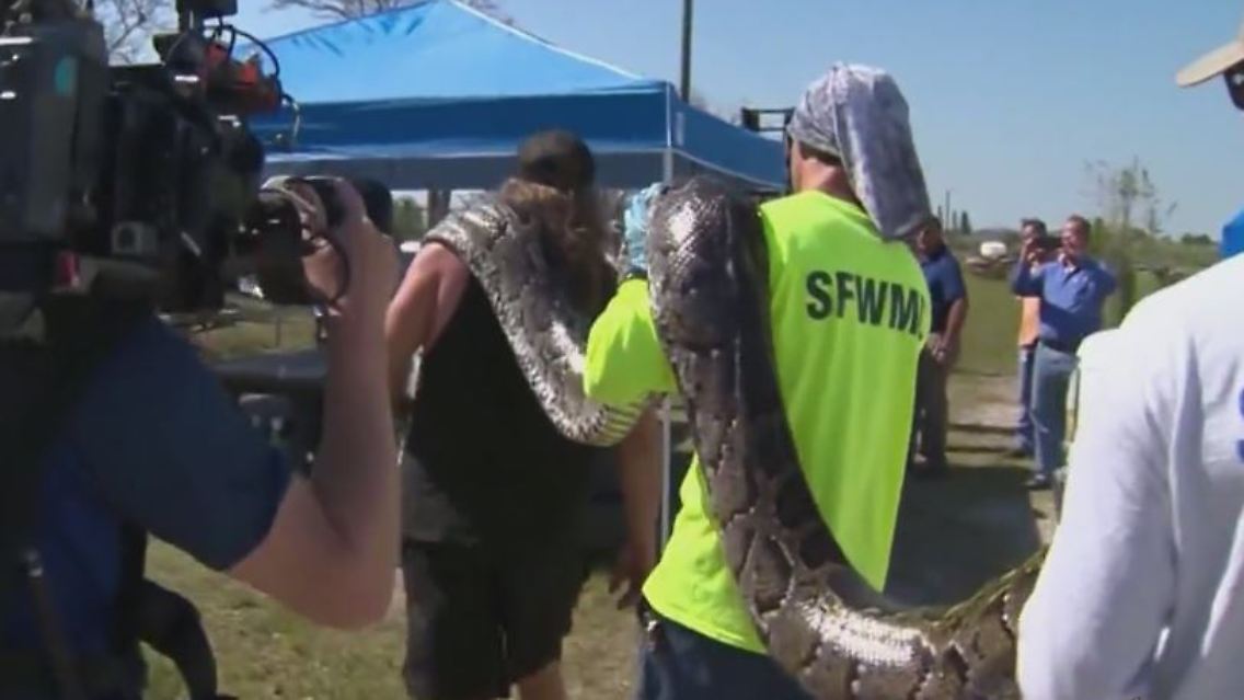python.JPG
