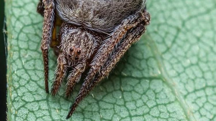 Eriovixia gryffindori ist nur zwei Millimeter klein. Die Spinne lebt in Indien und bisher kennt man nur dieses eine Exemplar.