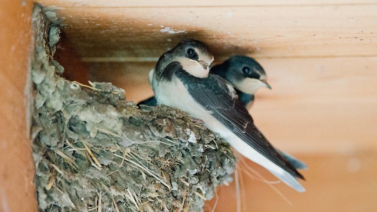 Manch ein Hausbesitzer hat etwas gegen Schwalbennester. Dabei stehen sie unter Naturschutz.