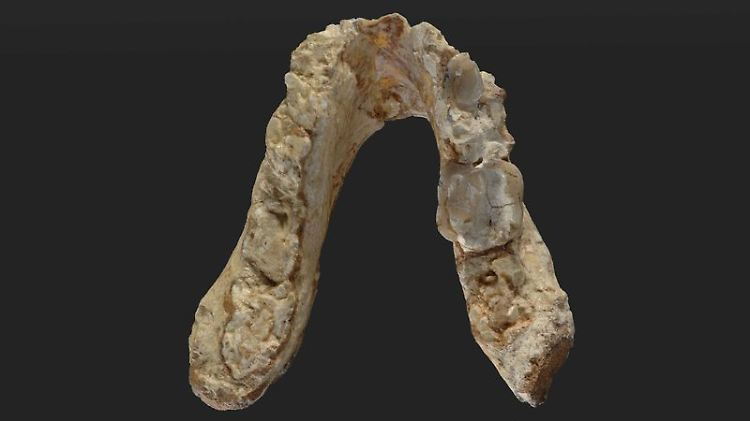 Der in Griechenland gefundene Unterkiefer des Hominiden Graecopithecus freybergi. Zu den Hominiden gehören der Mensch samt seiner ausgestorbenen Verwandten und die Menschenaffen.