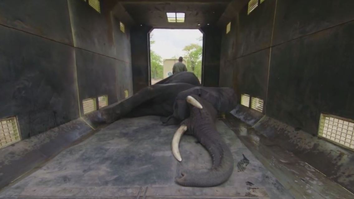 elefant.JPG