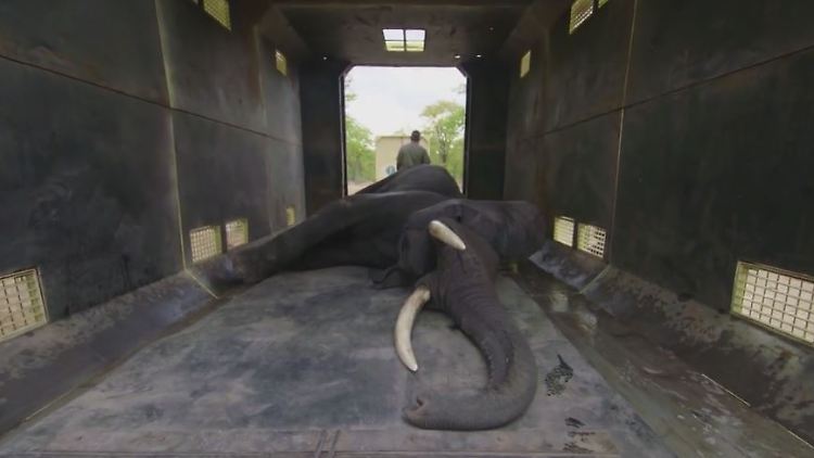 elefant.JPG