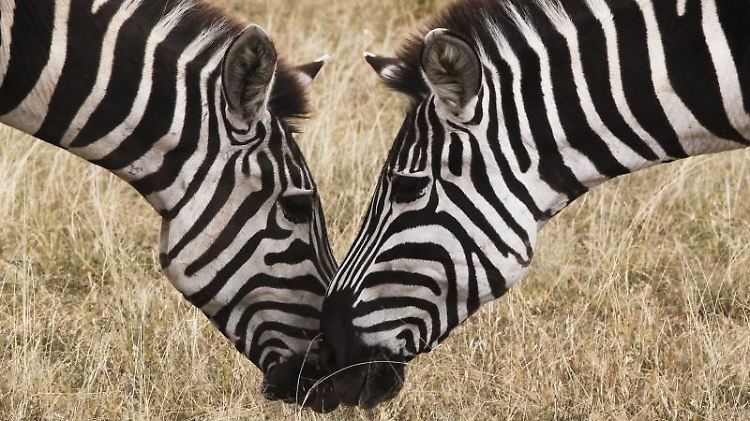 Forscher haben untersucht, woher die Tiere auf ihren Wanderungen wissen, wo Nahrung zu finden ist.