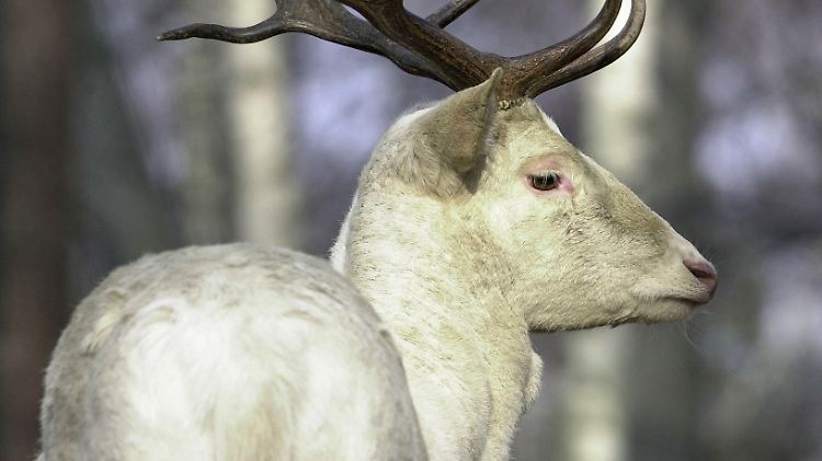 Im Reinhardswald in Hessen sollen rund 40 weiße Hirsche leben.