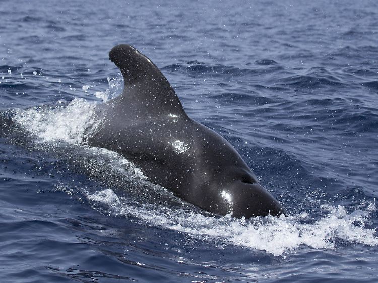 Auftauchender Grindwal (Globicephala melas) beim Whale Watching vor Teneriffa.