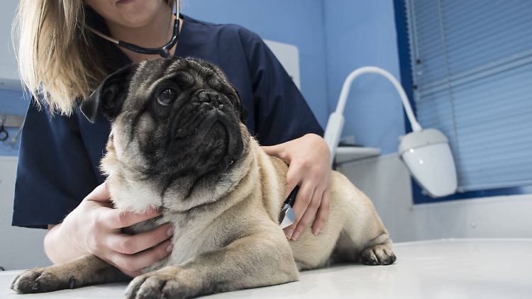 Der Deutsche Tierschutzbund weist darauf hin, dass Halter trotz Versicherung auf Behandlungskosten sitzen bleiben können.
