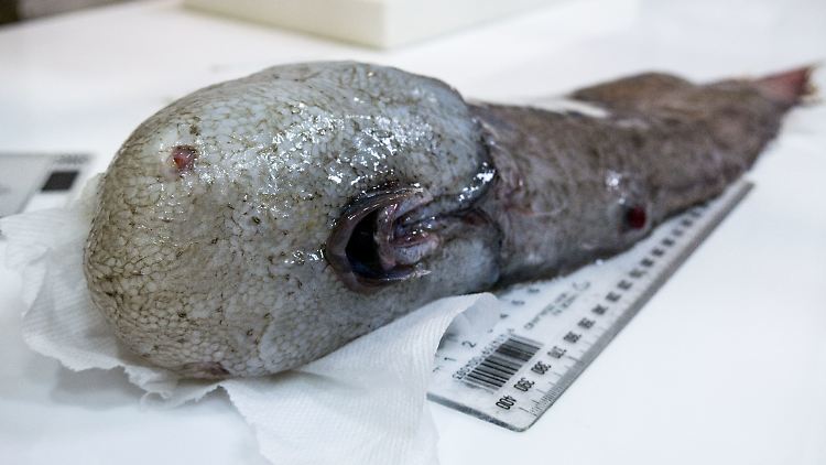 Der rätselhafte Fisch hat keine sichtbaren Augen oder Nase.