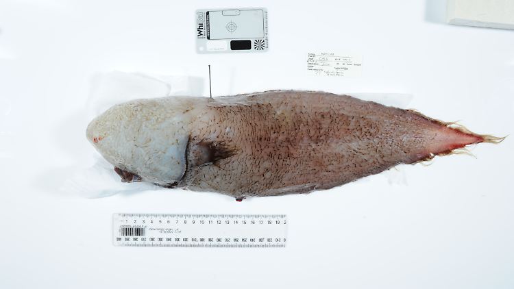Der Fisch ist in der Nähe der Jarvis-Bucht in etwa 4000 Metern Tiefe entdeckt worden.