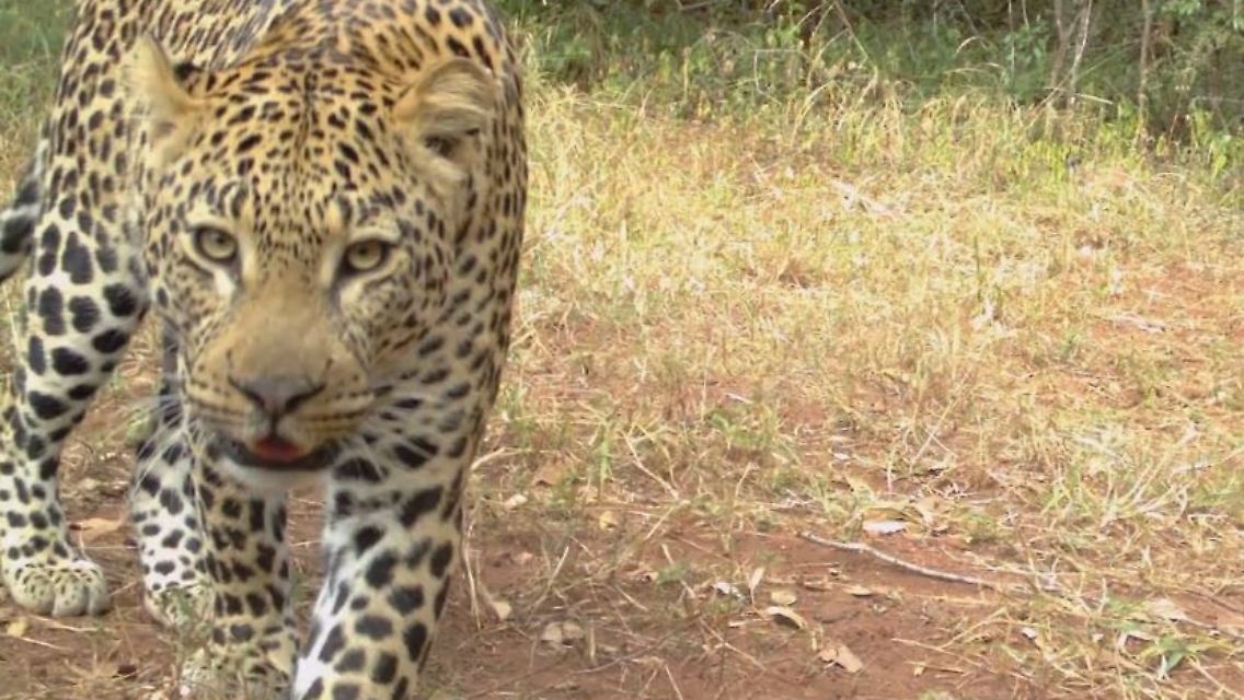 leopard.JPG