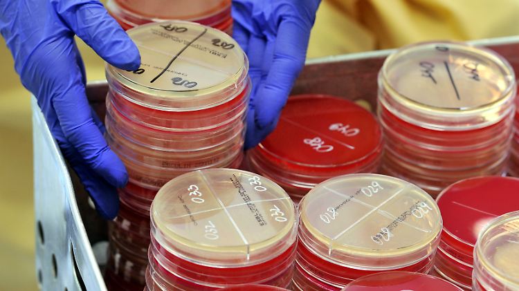 Bei falscher Einnahme von Antibiotika können sich multiresistente Erreger bilden.