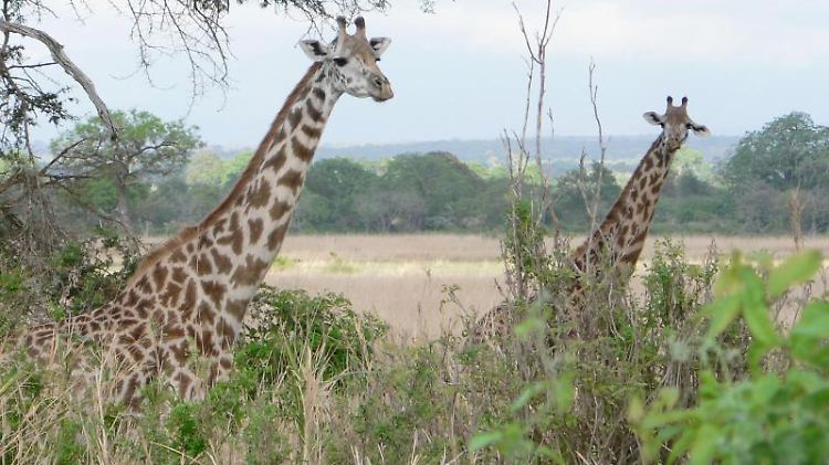Giraffen schauen aus dem Busch hervor - Zeit für einen Fotostopp.