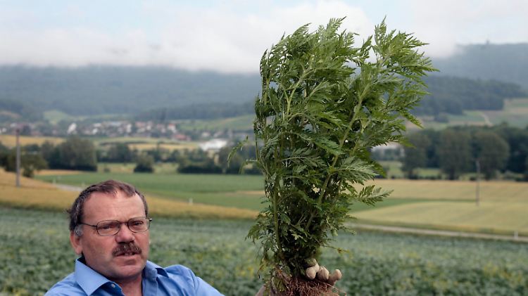 Christian Bohren, Forscher der landwirtschaftlichen Forschungsanstalt Agroscope und Ambrosia-Spezialist, in Daenikon (Schweiz) mit einer Ambrosia-Pflanze.