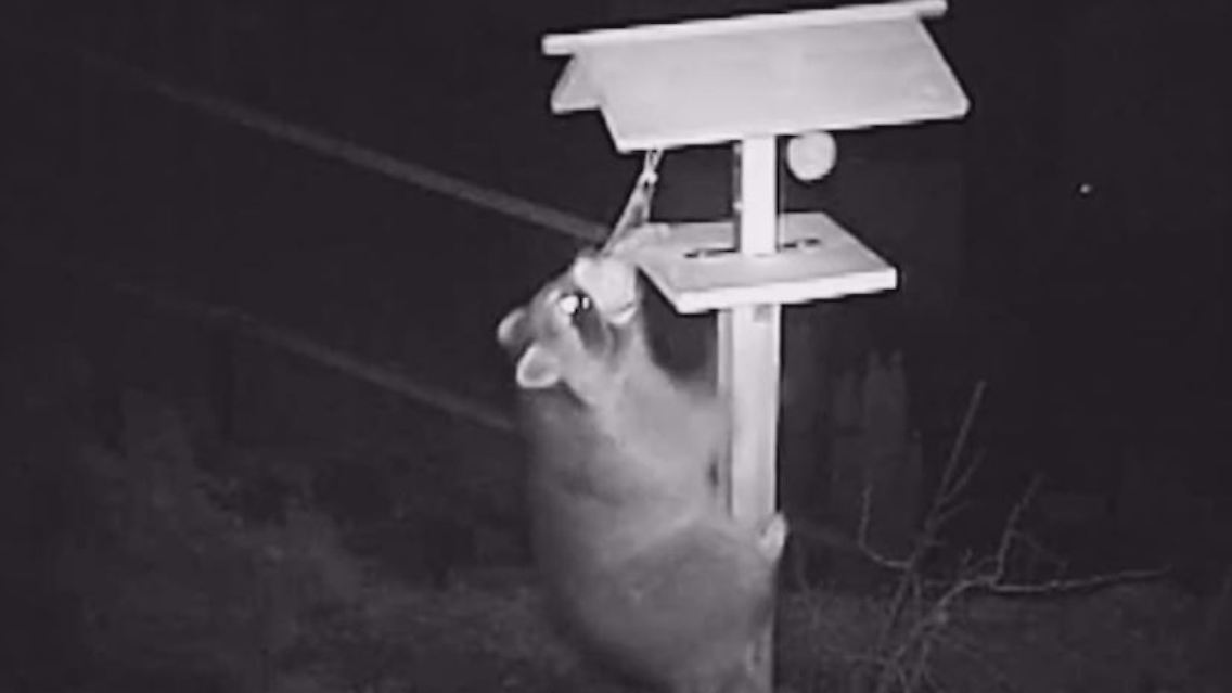 waschbär.JPG