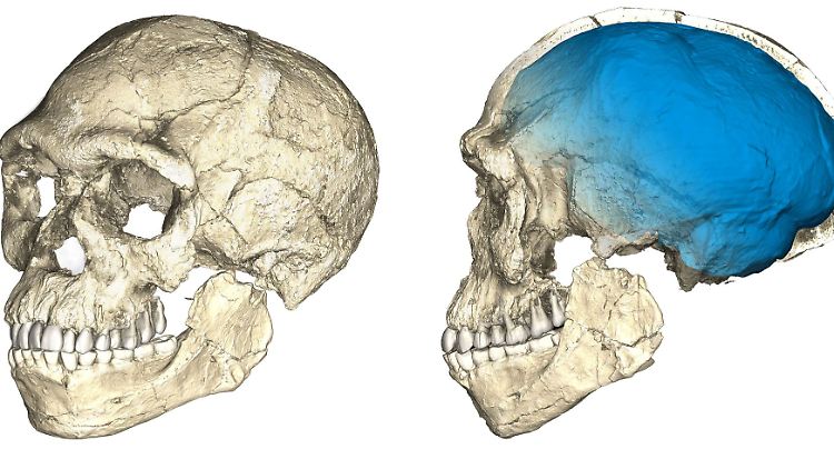 Ein Modell des gefunden Schädelknochens zeigt: Der Schädel des Homo sapiens ist dem Schädel des heutigen Menschen bereits ziemlich ähnlich.