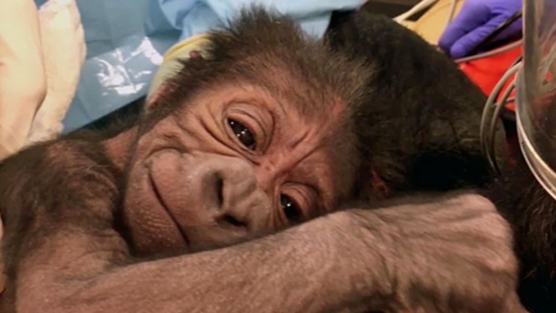 Gorilla-Zoo-Philadelphia.jpg