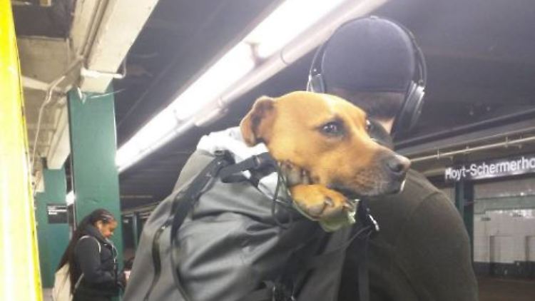 Dieser Hund passt in eine Tasche.