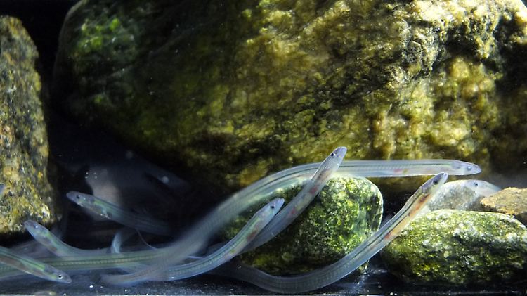 Forscher haben herausgefunden: Junge Aale schwimmen nach innerem Kompass und Gezeitenrhythmus.