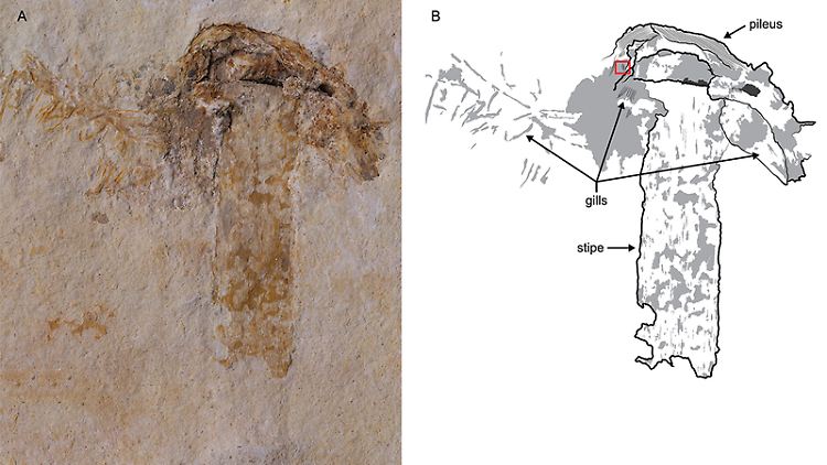 Der älteste fossile Pilz der Welt wurde in Kalkstein konserviert - ein außerordentlich seltenes Ereignis, sagen die Forscher.
