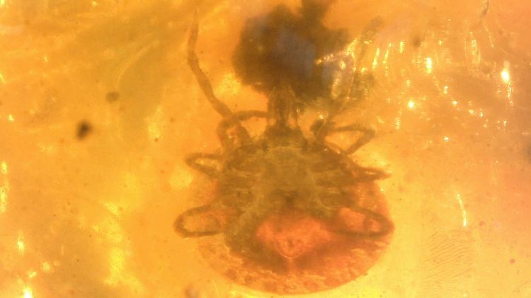 Diese Zecke steckt in rund 100 Millionen Jahre altem Birma-Bernstein.