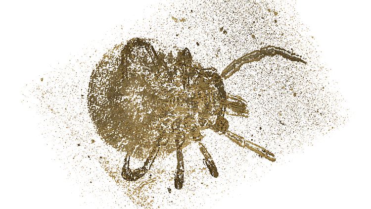 Darstellung der rund 100 Millionen Jahre alten Bernsteinzecke Amblyomma birmitum.