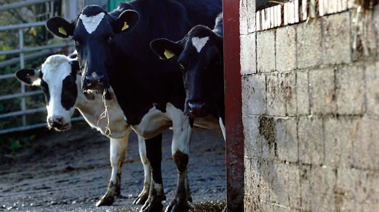 Friesische Holstein-Milchkühe reisen mitunter weit.