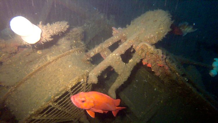 Fische verrieten das Wrack der McCulloch.