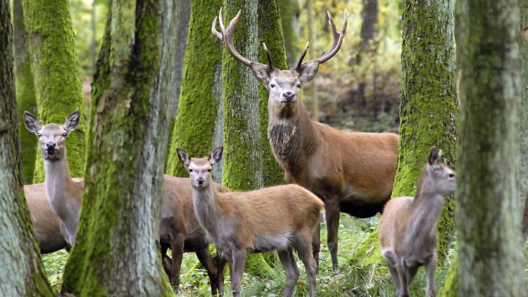 Ein Rothirsch mit Hirschkühen im Wildpark Eekholt.
