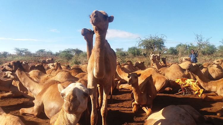 Kamele sind auch bei Dürre genügsam - und geben dennoch Milch. Das macht sie für Ostafrikaner attraktiv.
