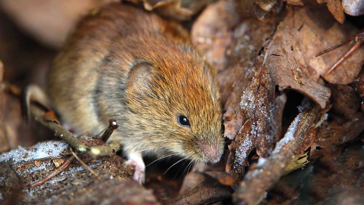 Ist sie einmal mit dem Hantavirus infiziert, bleibt sie ihr Leben lang ansteckend: die Rötelmaus.