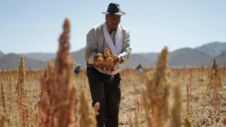 Für viele Bauern reicht der Verdienst von Quinoa nicht mehr.