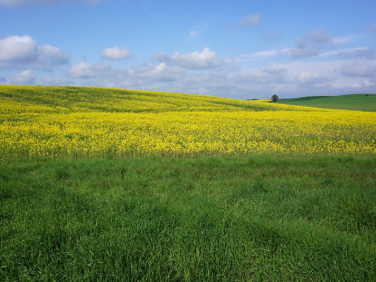 Unterwegs mit dem Rad zwischen Rutenberg und Lychen: weite Felder und ein hoher Himmel.