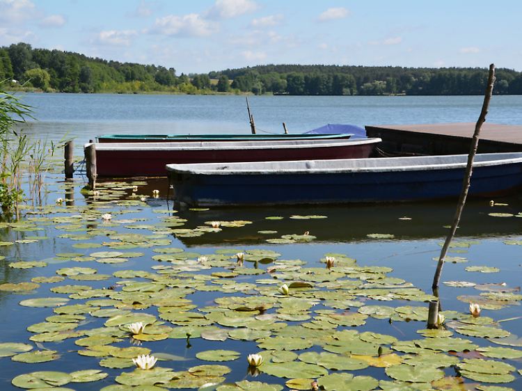 Die Uckermark ist voller Seen, deren Ufer nicht überlaufen sind - zum Beispiel der Oberpfuhlsee.