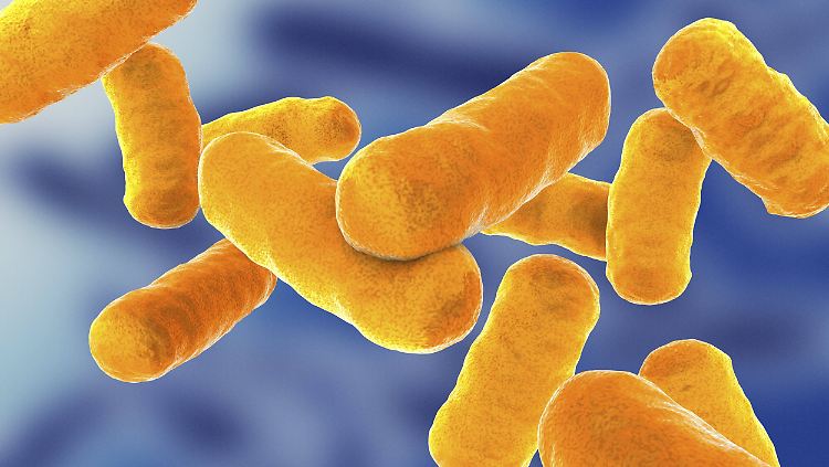 Clostridium botulinum ist ein stäbchenförmiges Bakterium.