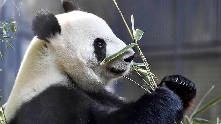 Kein anderer deutscher Zoo hat Pandas.
