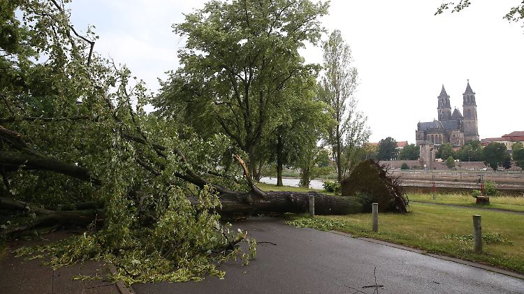 Uralte Baumriesen umgeknickt: Die schweren Sommergewitter hinterlassen in Magdeburg Spuren der Verwüstung.