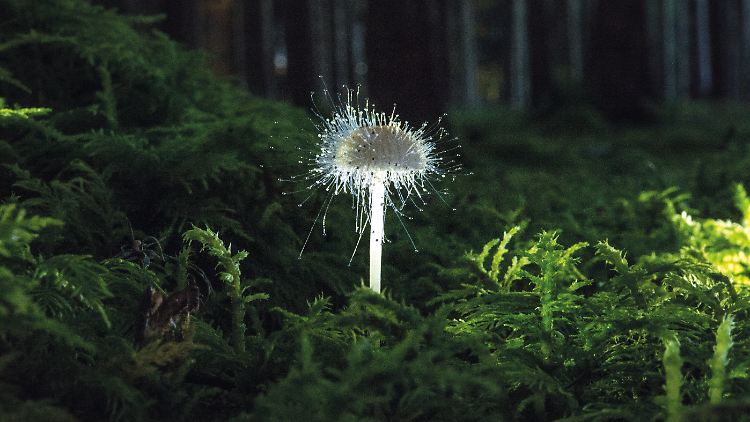 Pilz frisst Pilz: Ein Helmling ist vom parasitischen Gemeinen Helmlingsschimmel befallen.