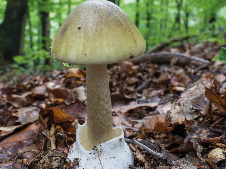 Einer der gefährlichsten Pilze der Welt: Auf das Konto des Grünen Knollenblätterpilzes gehen in Europa die meisten tödlichen Vergiftungen.