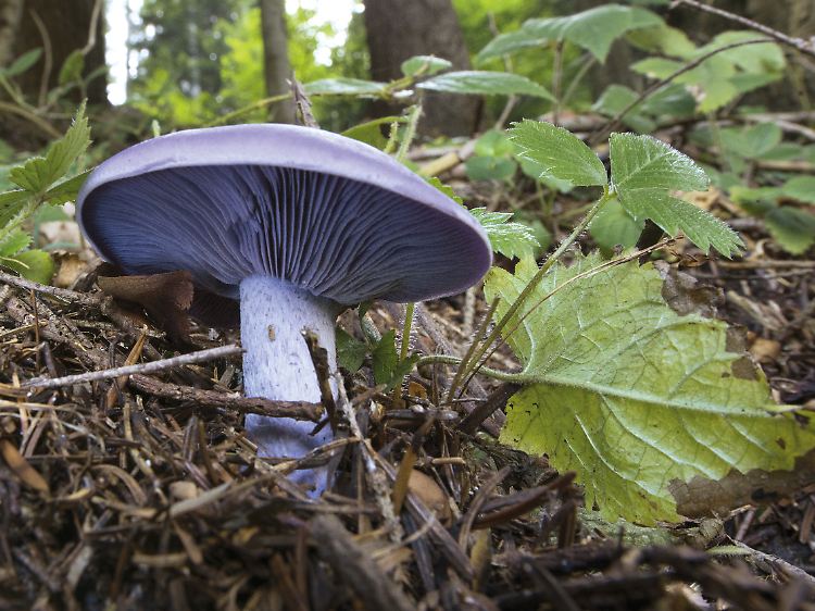Ein gut schmeckender Speisepilz, doch Nicht-Kenner zucken am Buffet zurück: Der Violette Rötelritterling behält auch nach dem Kochen seine intensive Farbe.