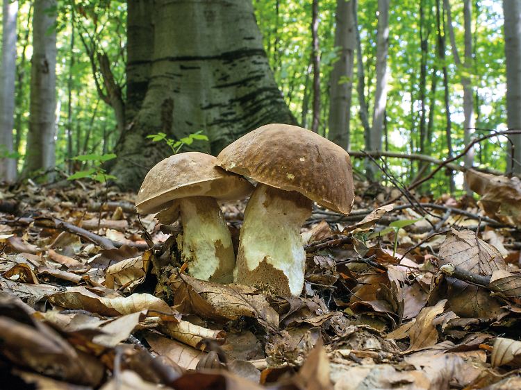 Der Liebling aller Schwammelsucher: der Steinpilz. Im Bild ein Sommer-Steinpilz in einem Laubwald im Osten Europas.