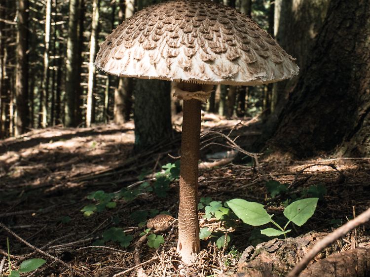 Ein voll entfalteter Parasolpilz. Aber Vorsicht: Der ähnlich aussehende Gift-Safranschirmling ist ungenießbar.