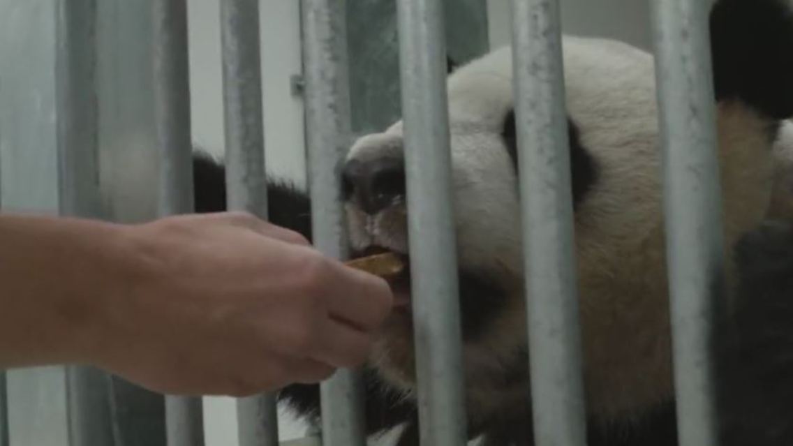 panda.JPG