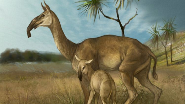 Sie lebten einst in Südamerika und waren anders als alles, was Charles Darwin kannte: Macrauchenia.