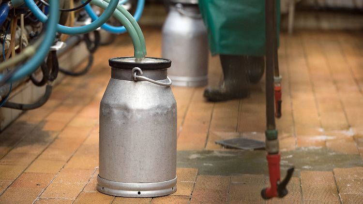 Die Verbraucher zwingen die Bauern zu immer schlechteren Produktionsbedingungen bei Milch.