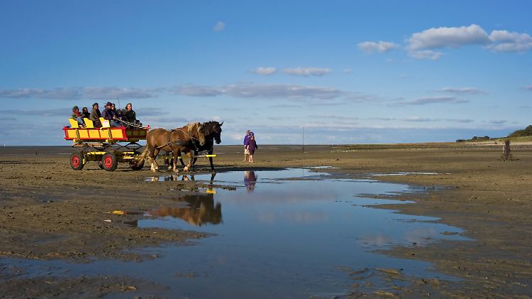 Mit dem etwas anderen Seepferdchen durch das Meer.